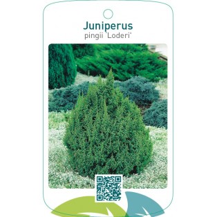 Juniperus pingii ‘Loderi’
