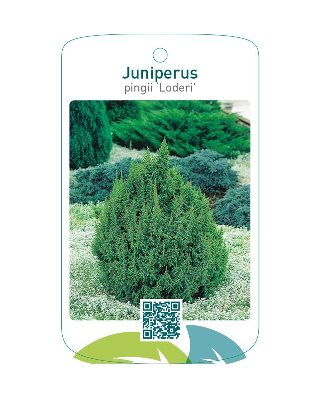 Juniperus pingii ‘Loderi’