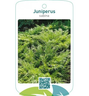 Juniperus sabina