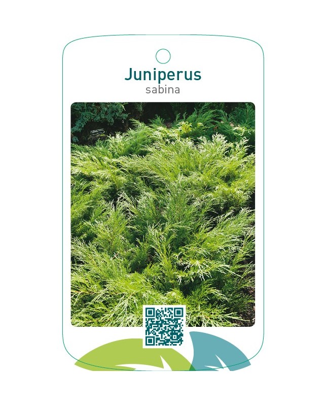 Juniperus sabina