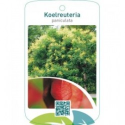 Koelreuteria paniculata