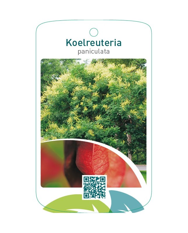 Koelreuteria paniculata
