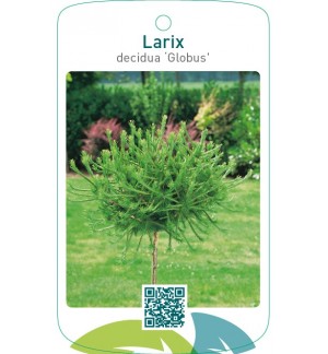 Larix decidua ‘Globus’