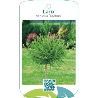 Larix decidua ‘Globus’