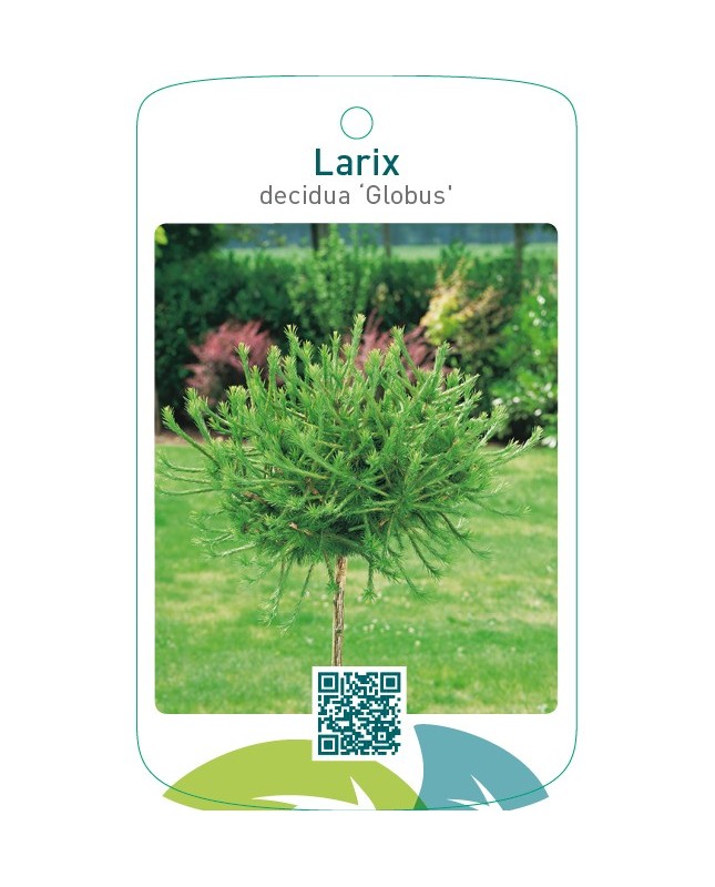 Larix decidua ‘Globus’