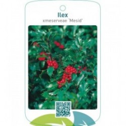 Ilex xmeserveae ‘Mesid’