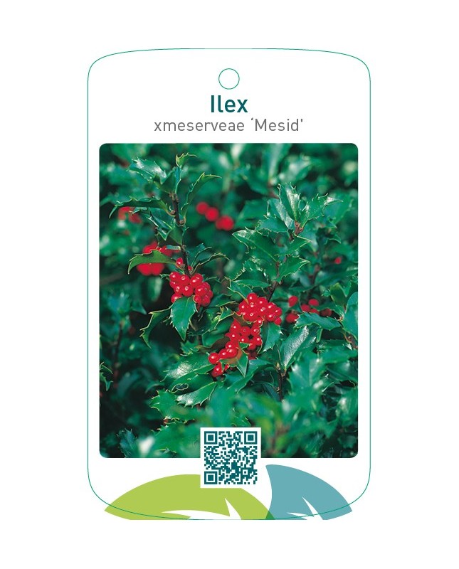Ilex xmeserveae ‘Mesid’
