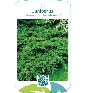 Juniperus communis ‘Hornibrookii’