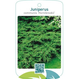 Juniperus communis ‘Hornibrookii’