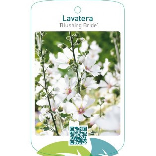 Lavatera ‘Blushing Bride’