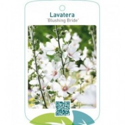 Lavatera ‘Blushing Bride’