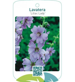 Lavatera ‘Lilac Lady’