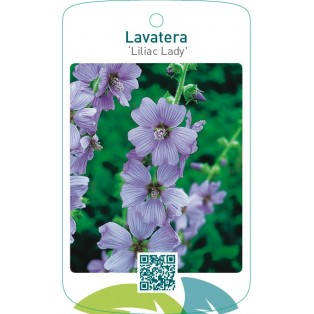 Lavatera ‘Lilac Lady’