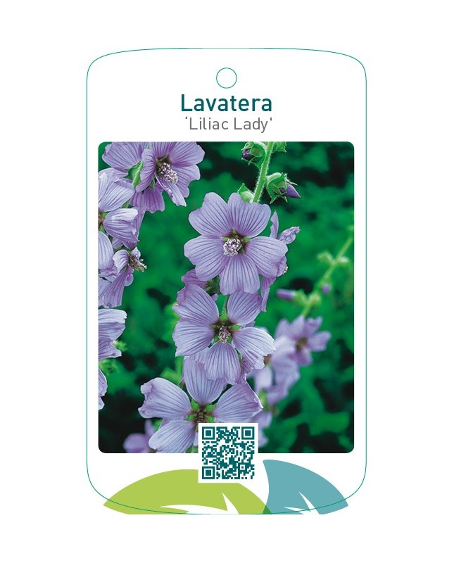 Lavatera ‘Lilac Lady’