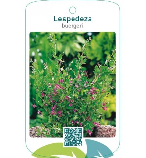 Lespedeza buergeri
