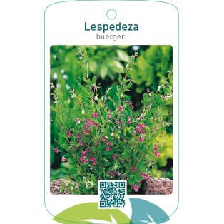 Lespedeza buergeri