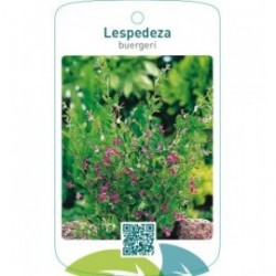 Lespedeza buergeri