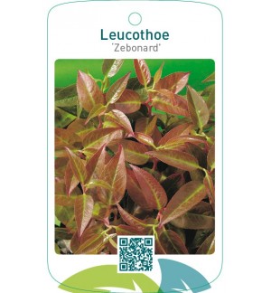 Leucothoe ‘Zebonard’