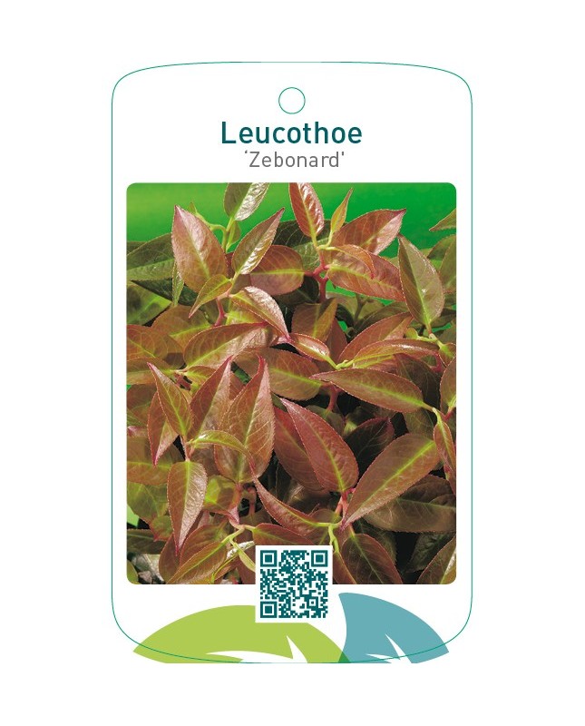 Leucothoe ‘Zebonard’