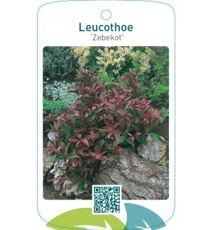 Leucothoe ‘Zebekot’