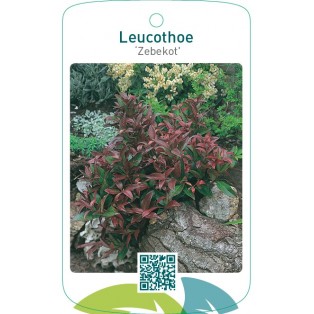 Leucothoe ‘Zebekot’