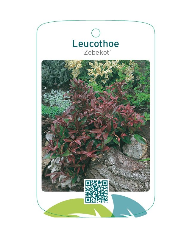 Leucothoe ‘Zebekot’