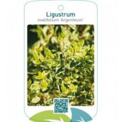 Ligustrum ovalifolium ‘Argenteum’