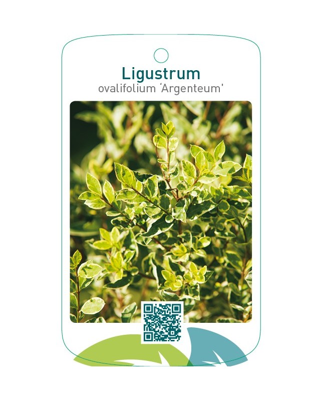 Ligustrum ovalifolium ‘Argenteum’