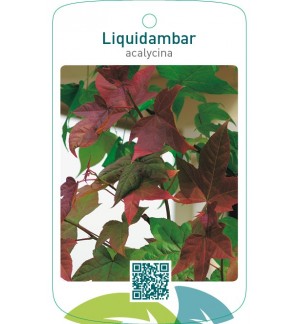 Liquidambar acalycina