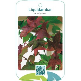 Liquidambar acalycina