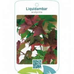 Liquidambar acalycina