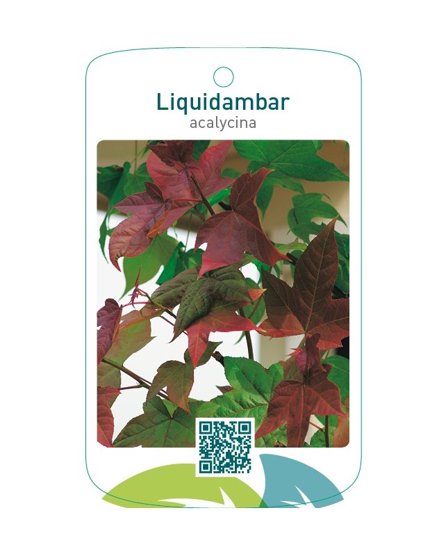 Liquidambar acalycina