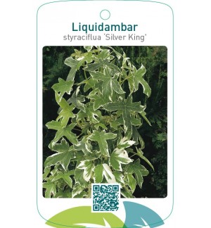 Liquidambar styraciflua ‘Silver King’