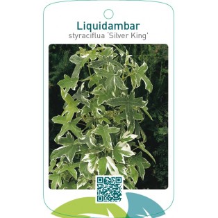 Liquidambar styraciflua ‘Silver King’