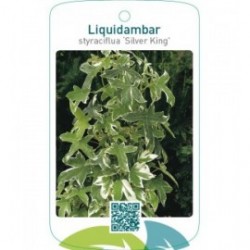 Liquidambar styraciflua ‘Silver King’