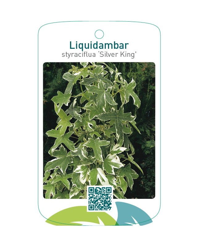 Liquidambar styraciflua ‘Silver King’