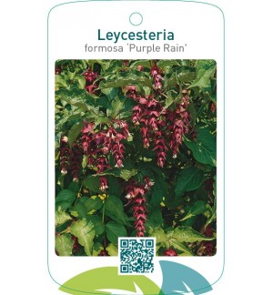Leycesteria formosa ‘Purple Rain’