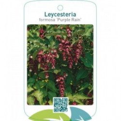 Leycesteria formosa ‘Purple Rain’