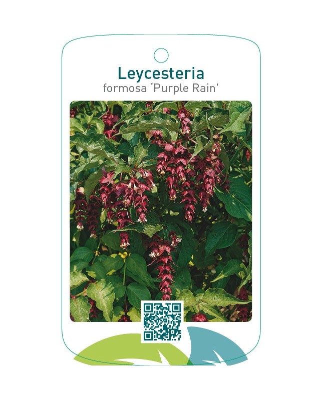 Leycesteria formosa ‘Purple Rain’