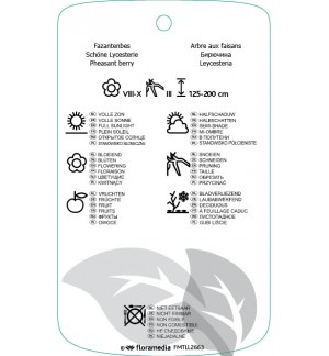 Etichette di Leycesteria formosa ‘Purple Rain’ *