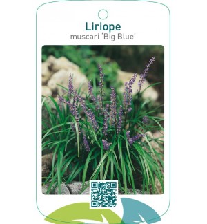 Liriope muscari ‘Big Blue’