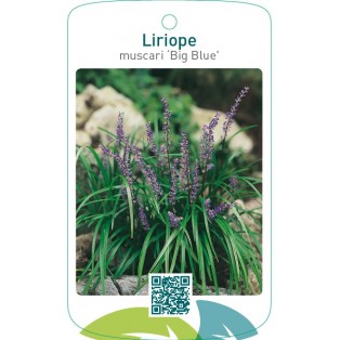 Liriope muscari ‘Big Blue’