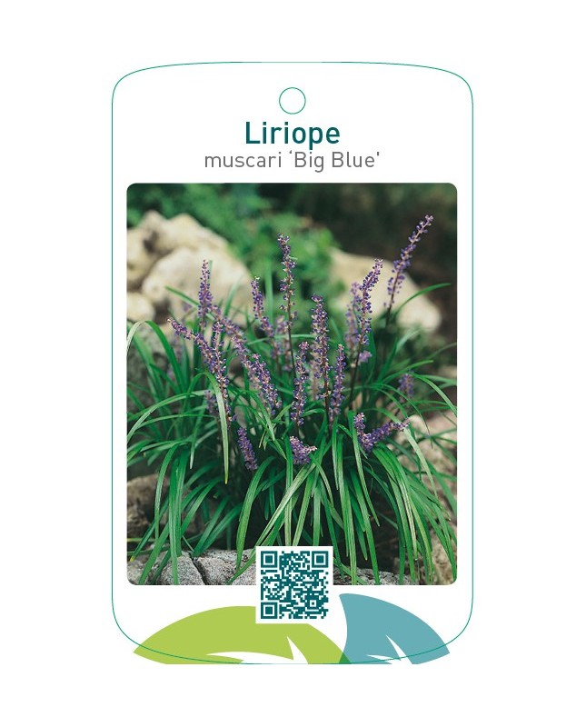 Liriope muscari ‘Big Blue’
