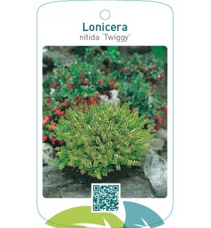 Lonicera nitida ‘Twiggy’