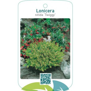 Lonicera nitida ‘Twiggy’