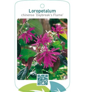 Loropetalum chinense ‘Daybreak`s Flame’
