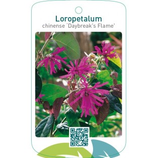 Loropetalum chinense ‘Daybreak`s Flame’