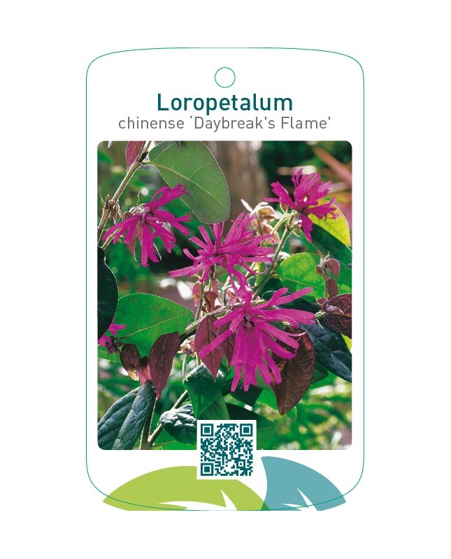 Loropetalum chinense ‘Daybreak`s Flame’
