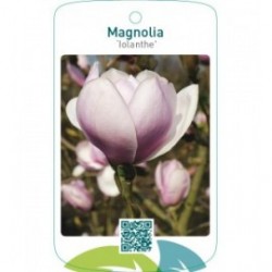 Magnolia ‘Iolanthe’