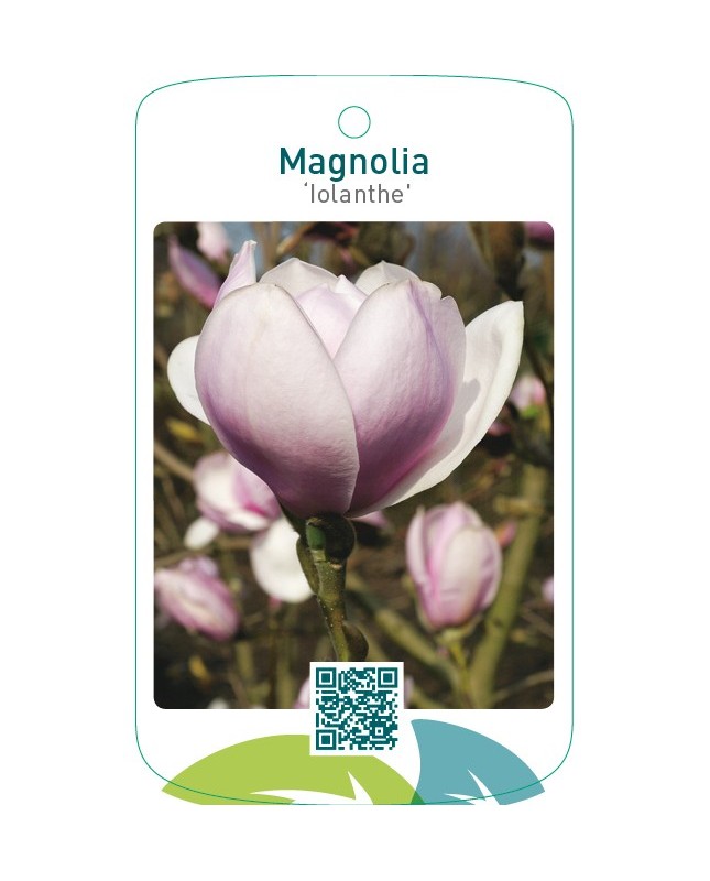 Magnolia ‘Iolanthe’